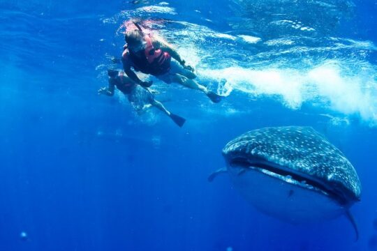 Swim with Whale Sharks