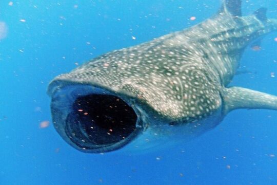 Adventure and Snorkel with the Whale Shark from Puerto Morelos