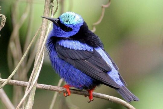 Bird watching ecofriendly tour from Cancun & Riviera Maya