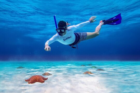 Cozumel Starfish and Tropical Reef Snorkeling by Powerboat with Lunch