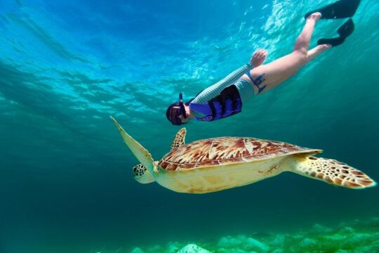 Riviera Maya Best Deal 3x1: Snorkeling, Zip Lines & Rappel