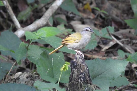 Half-Day Birdwatching Puerto Morelos