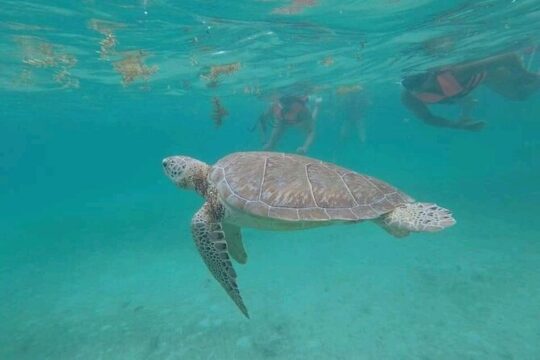 Swim with turtles + snorkelling + archaeological zone of Tulúm + cenote