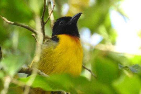 Birding South of Mexico